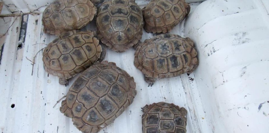 Fauna Silvestre: rescate y liberacin de tortugas en Alto Valle