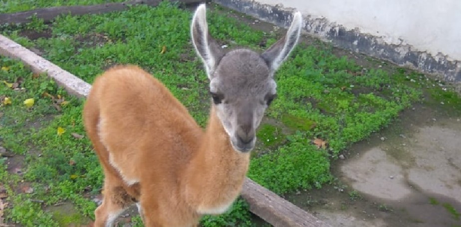 Viedma: Fauna rescat un guanaco que se encontraba en un domicilio particular