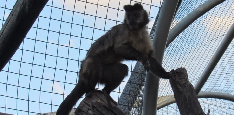 Un vecino de SAO entreg un mono ca que viva en su casa desde pequeo