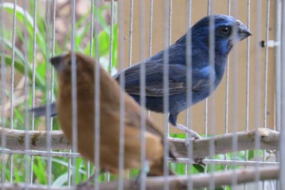 Salud brinda recomendaciones para prevenir la psitacosis, transmitida por las aves