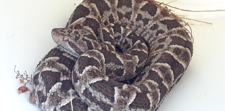 Capturaron una serpiente Yarar en una casa del Lago Pellegrini