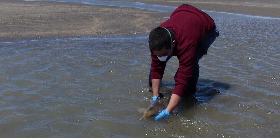 Fue rescatada una cr�a de delf�n Franciscana en el Balneario El C�ndor