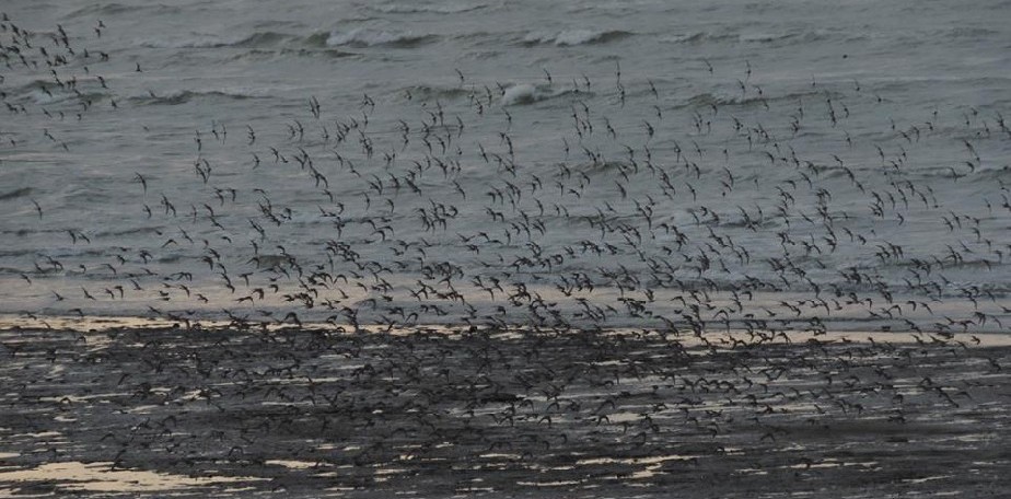 Realizan taller de protecci�n a aves playeras y celebran aniversario de la Bah�a de San Antonio
