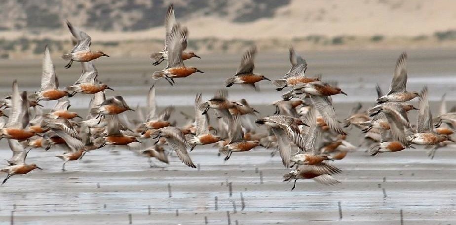D�a del Animal: Fauna invita a reflexionar sobre correcto accionar con los animales silvestres