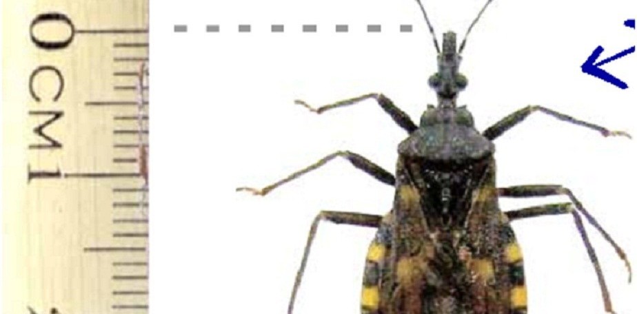  Salud recomienda medidas para prevenir el Chagas 