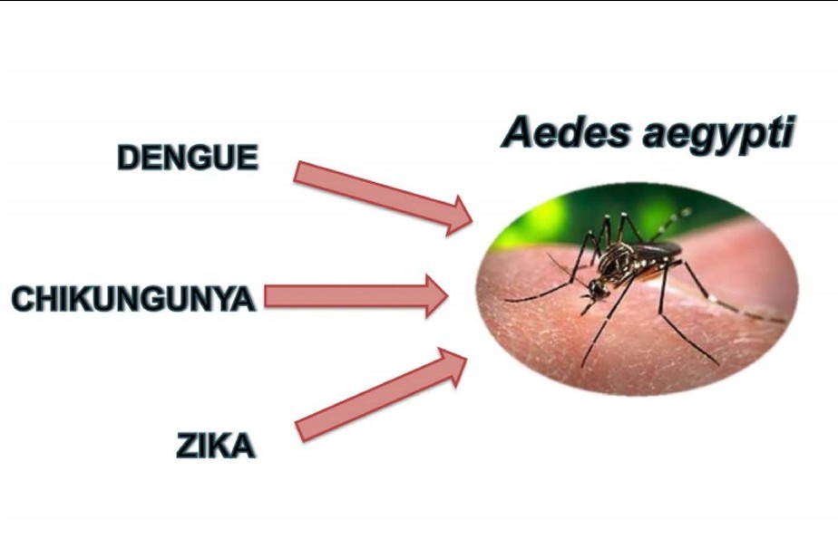 Salud realiza vigilancia de insectos vectores
