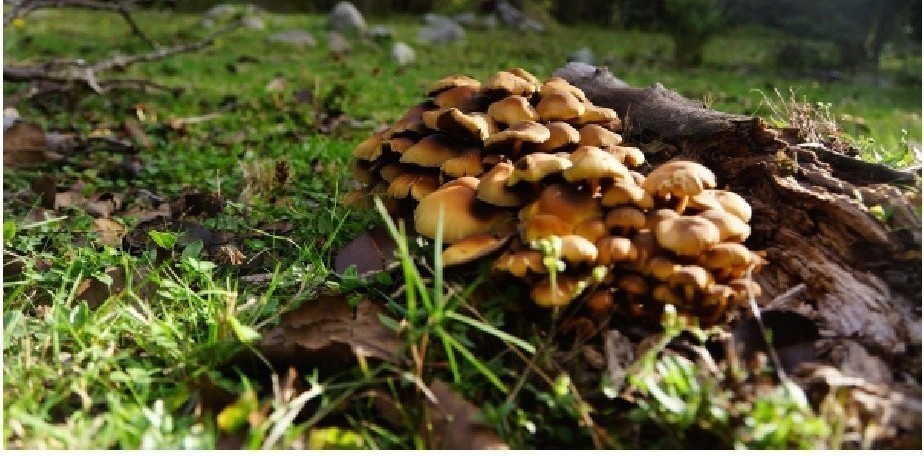 Salud Ambiental brinda recomendaciones sobre el consumo de hongos