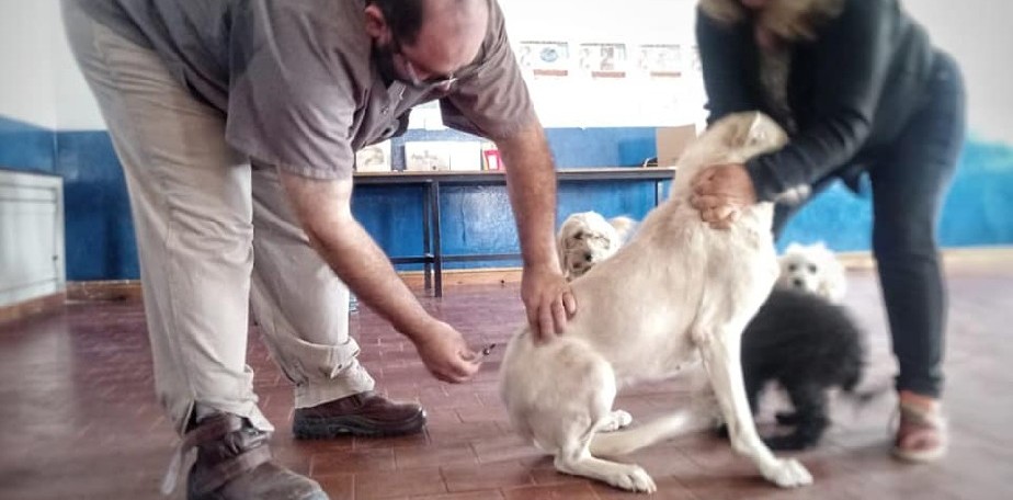Bariloche: por aparici�n de murci�lago con rabia vacunar�n mascotas en el barrio Villa Los Coihues 