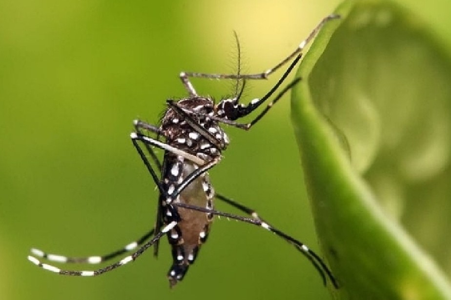 R�o Negro refuerza la vigilancia de insectos vectores