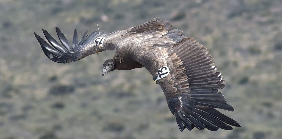 Suelta anual del Programa de Conservacin del Cndor Andino (Vultur gryphus)