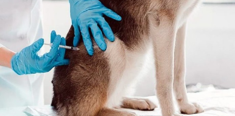 Rabia: Salud recuerda recomendaciones para actuar en caso de mordeduras