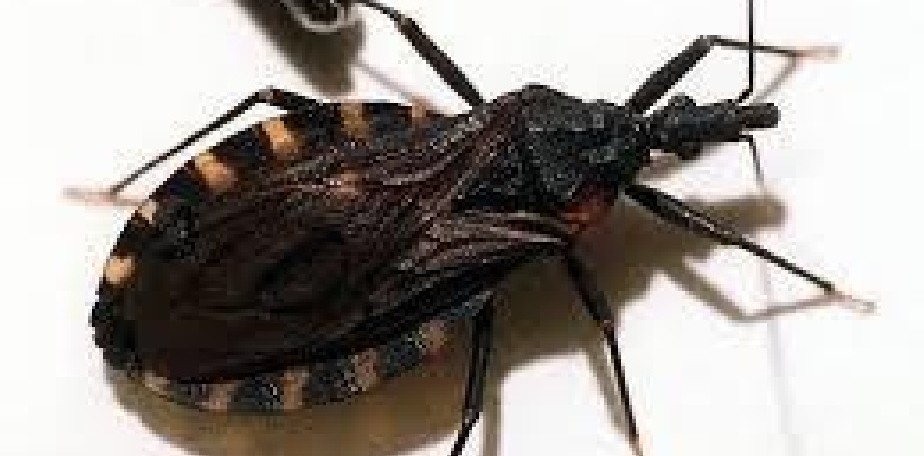 Salud avanza en prueba piloto para trabajar con Telesalud en el seguimiento de pacientes con Chagas