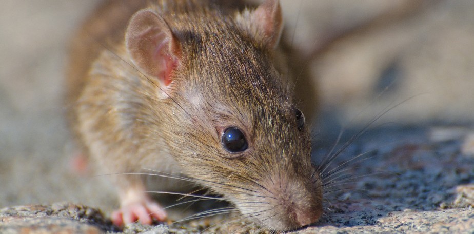 Salud brinda recomendaciones para prevenir el Hantavirus