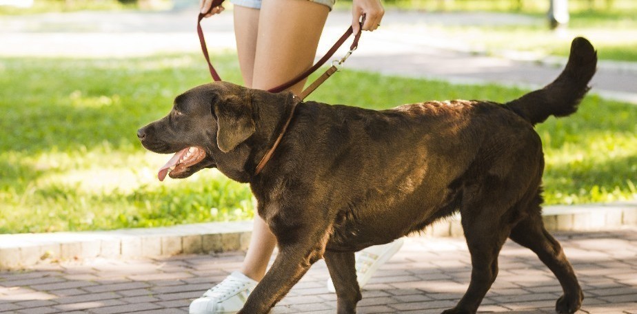 C�mo reconocer y prevenir la Rabia en animales