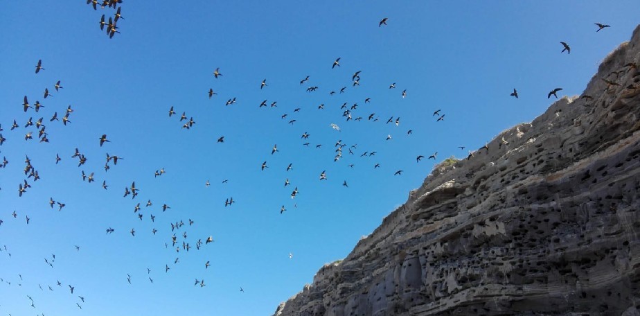Salud advierte sobre el riesgo de contraer Psitacosis