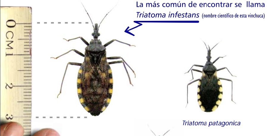 Salud recuerda medidas para la prevenci�n del Chagas