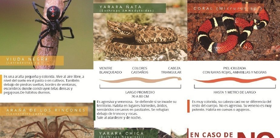 Repas� las medidas ante la aparici�n de serpientes, ar�cnidos y alacranes