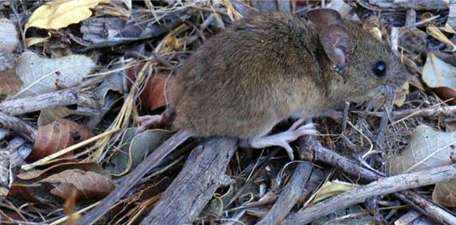 Salud recuerda medidas de prevencin contra el Hantavirus