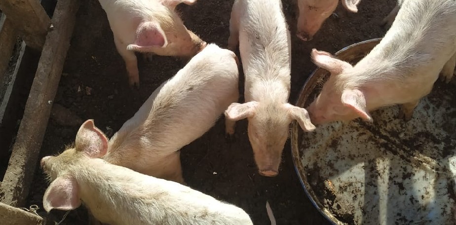 Salud recuerda que la Triquinosis se puede prevenir