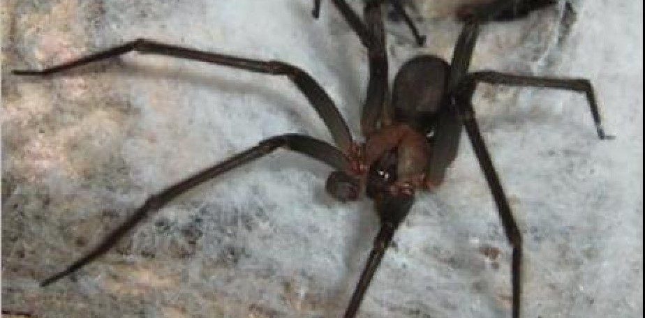 Salud recuerda medidas para prevenir picaduras de ara�as