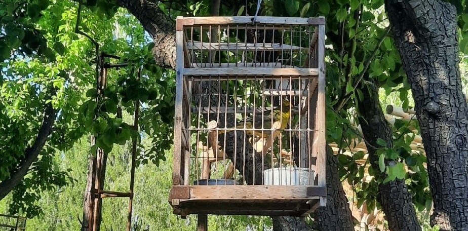 Exitoso operativo de rescate de 16 aves en Ro Colorado. 