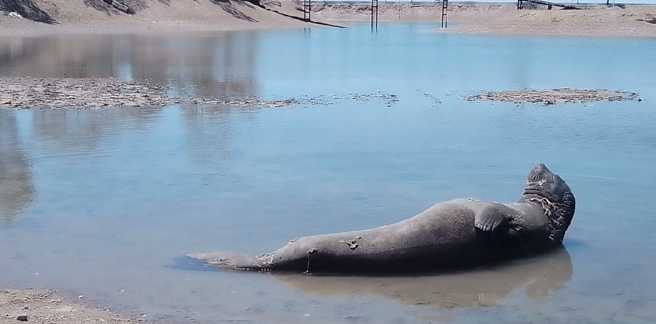 Rescataron a elefante marino que qued atrapado en un piletn de San Antonio Oeste