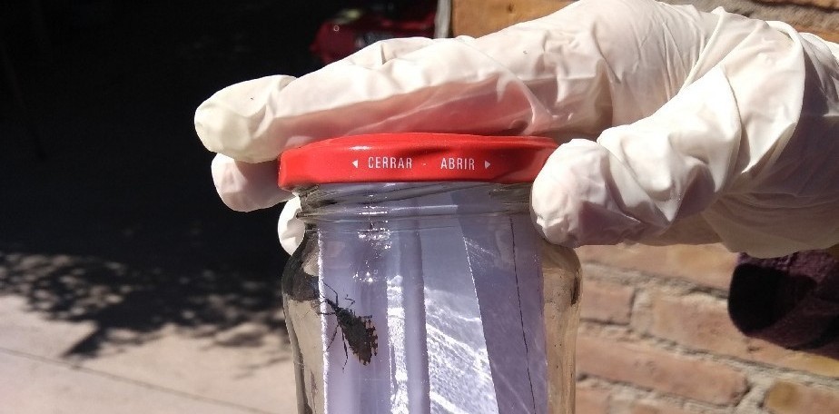 Salud recuerda medidas de prevenci�n contra la aparici�n de Vinchucas