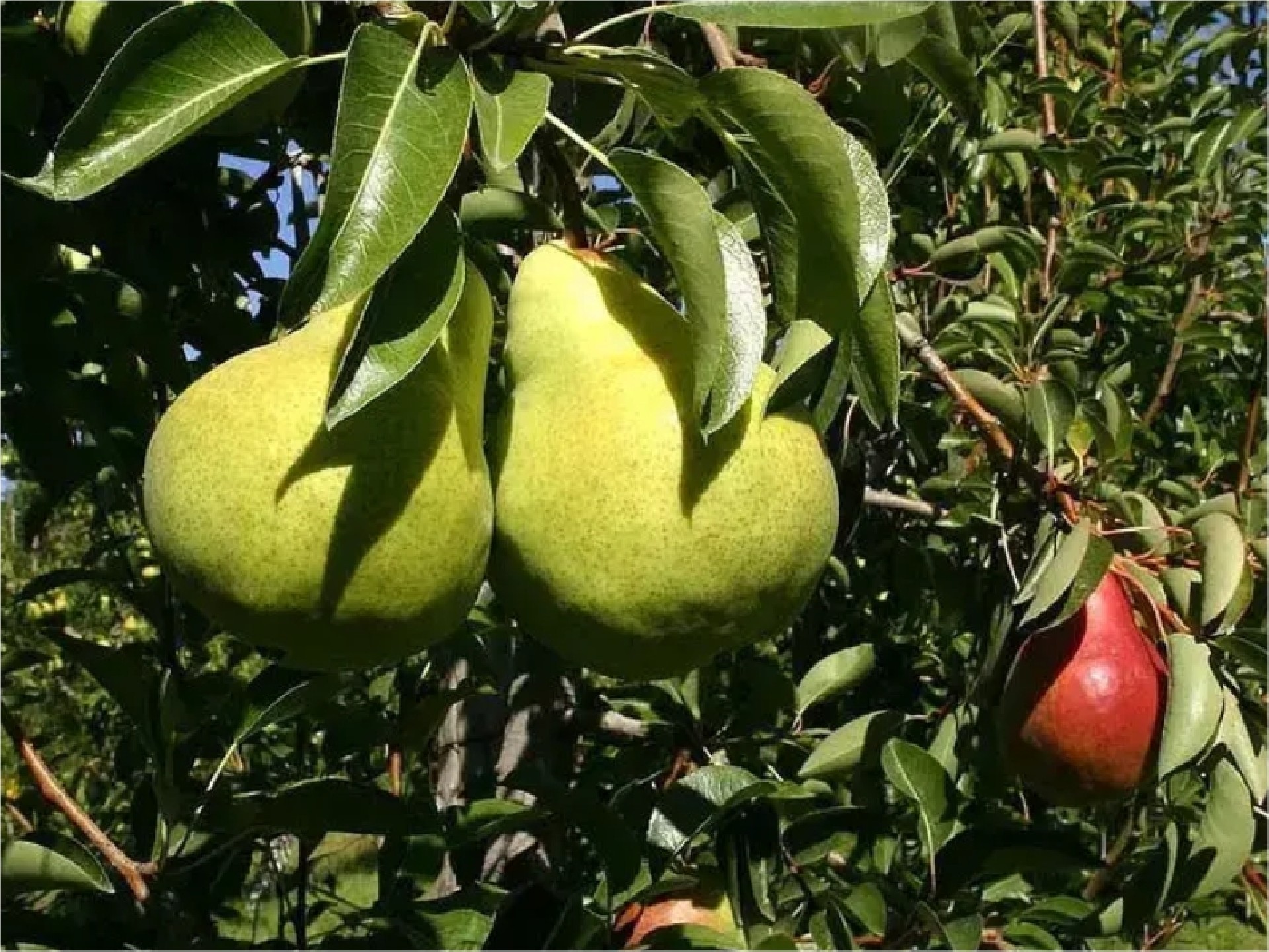 Exenciones impositivas a productores afectados por la emergencia agropecuaria