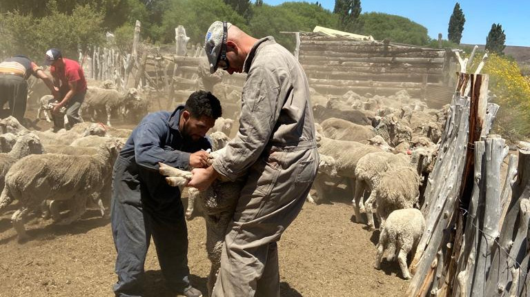 The sheep vaccination campaign against Hydatidosis in Río Negro ended