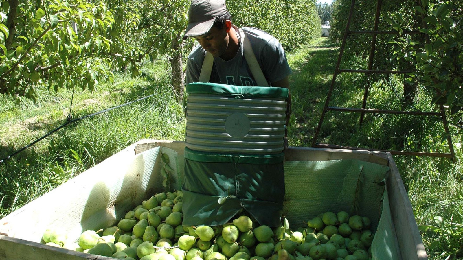 Con Incremento En Las Ventas Comienza La Exportación De Frutas Rionegrinas Gobierno De Río Negro 7988