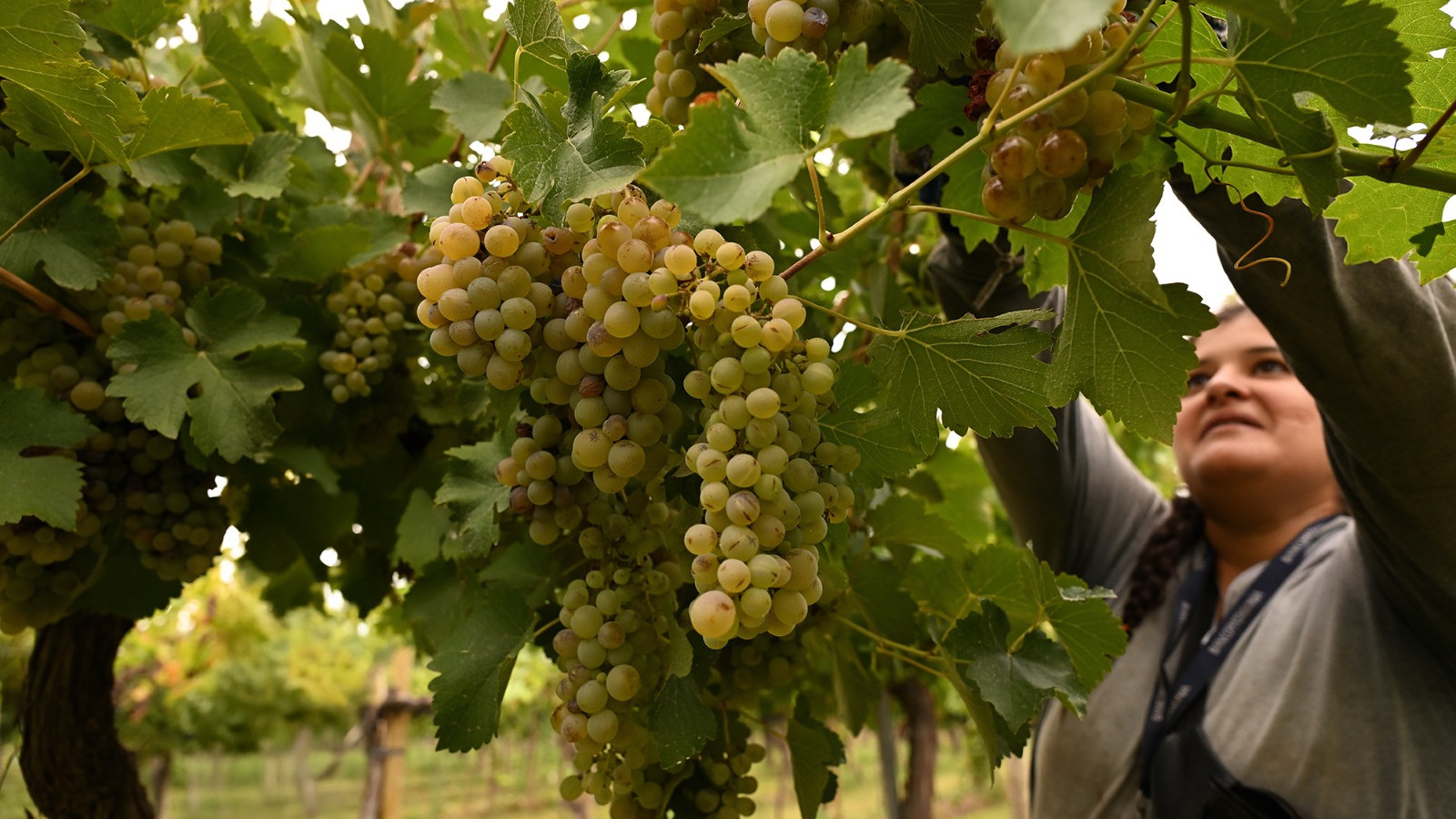 Río Negro será sede de encuentro clave para la vitivinicultura patagónica